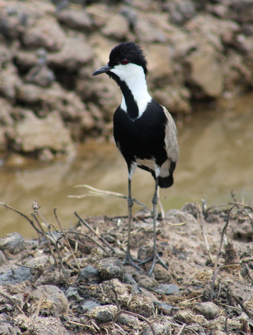 Spur-winged plover