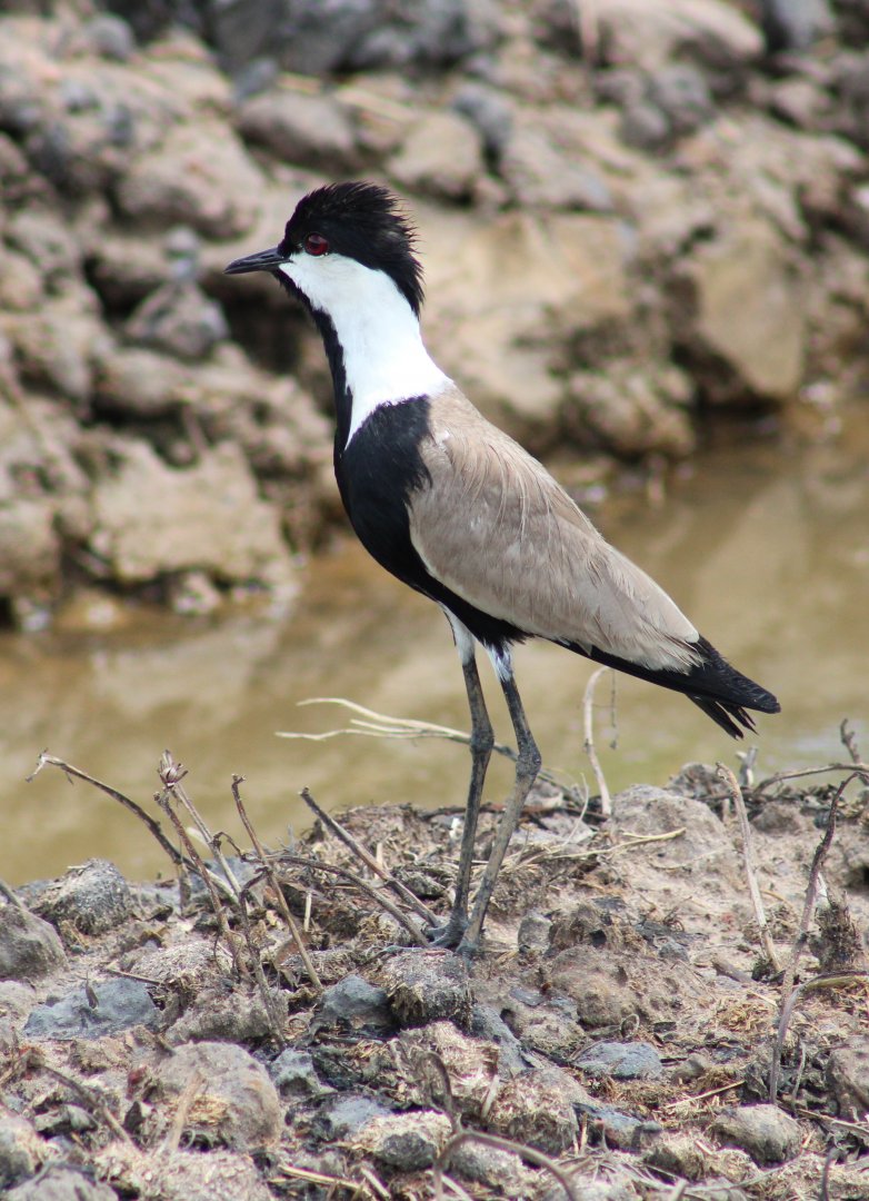 Spur-winged plover