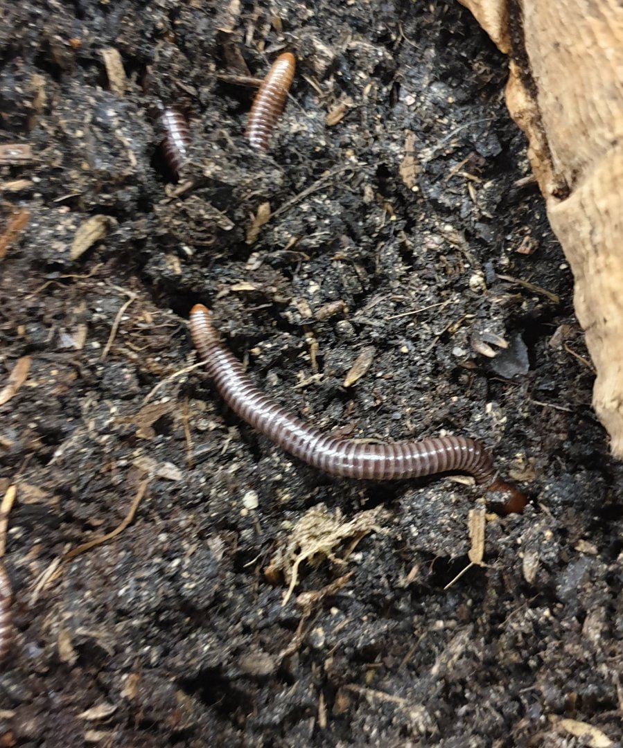 Spurostrepus servatius