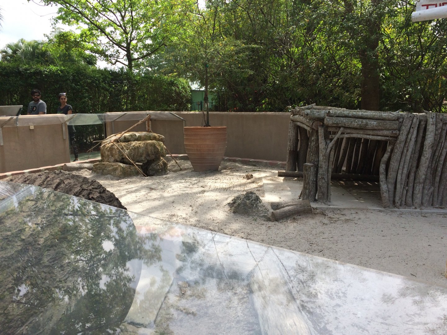 Spurred Tortoise exhibit (2016)