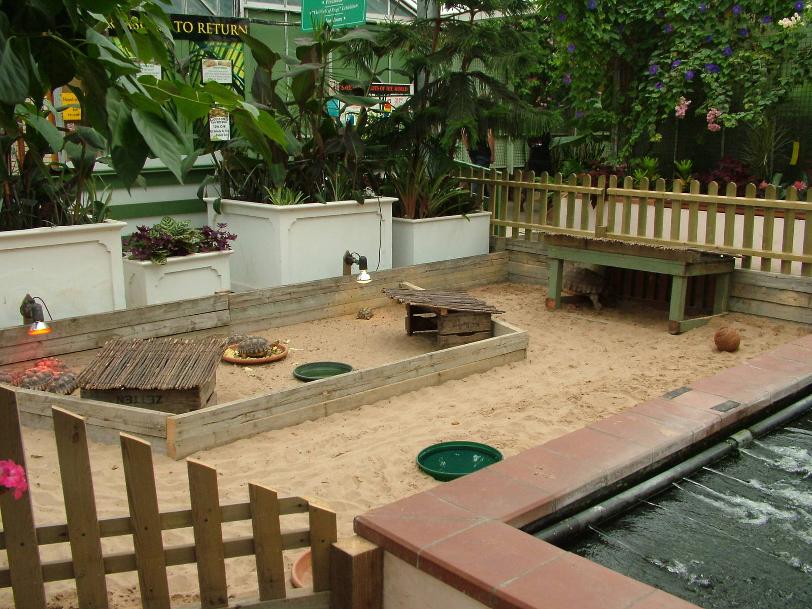 Spurred Tortoise Exhibit at the Palms: Final Visit, 08/08/10