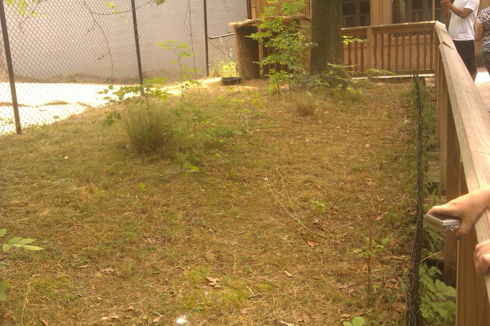 Spurred Tortoise Exhibit