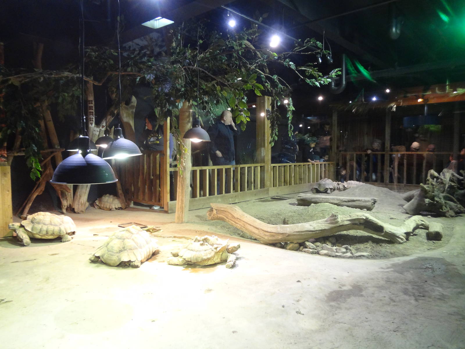 Spurred Tortoise exhibit