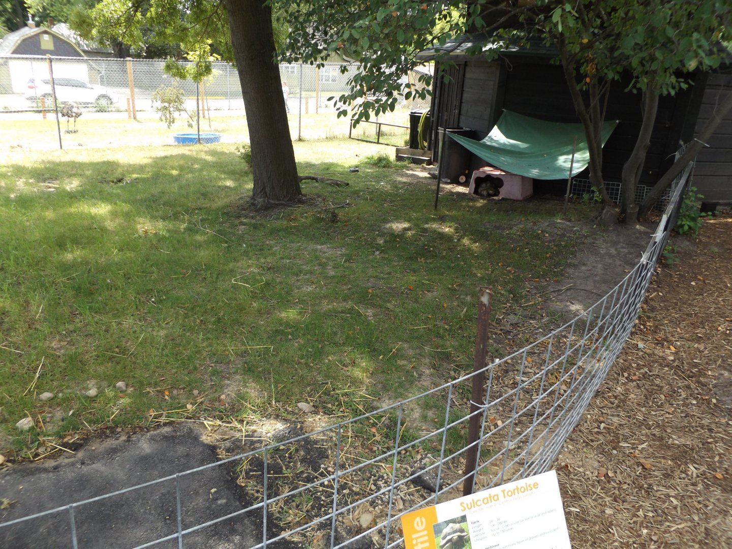 Spurred Tortoise Exhibit