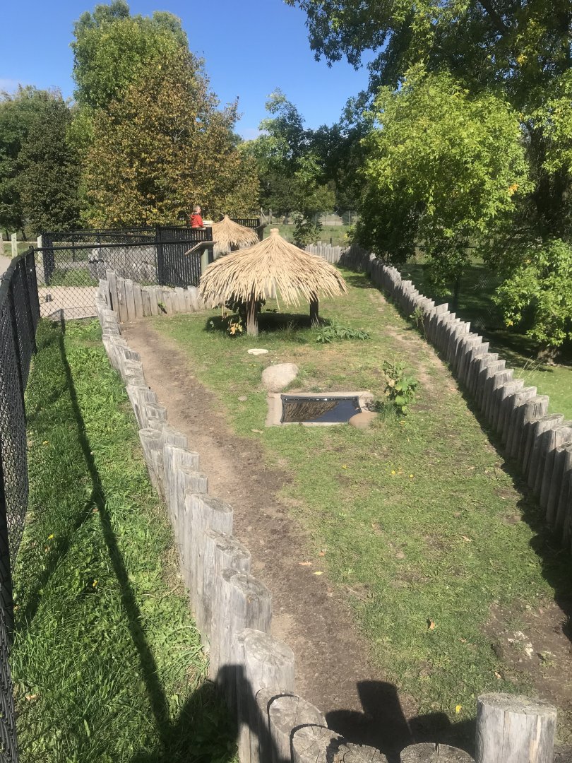 Spurred Tortoise Exhibit