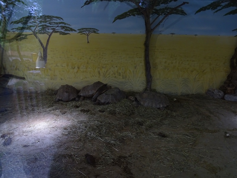 Spurred tortoise indoor enclosure