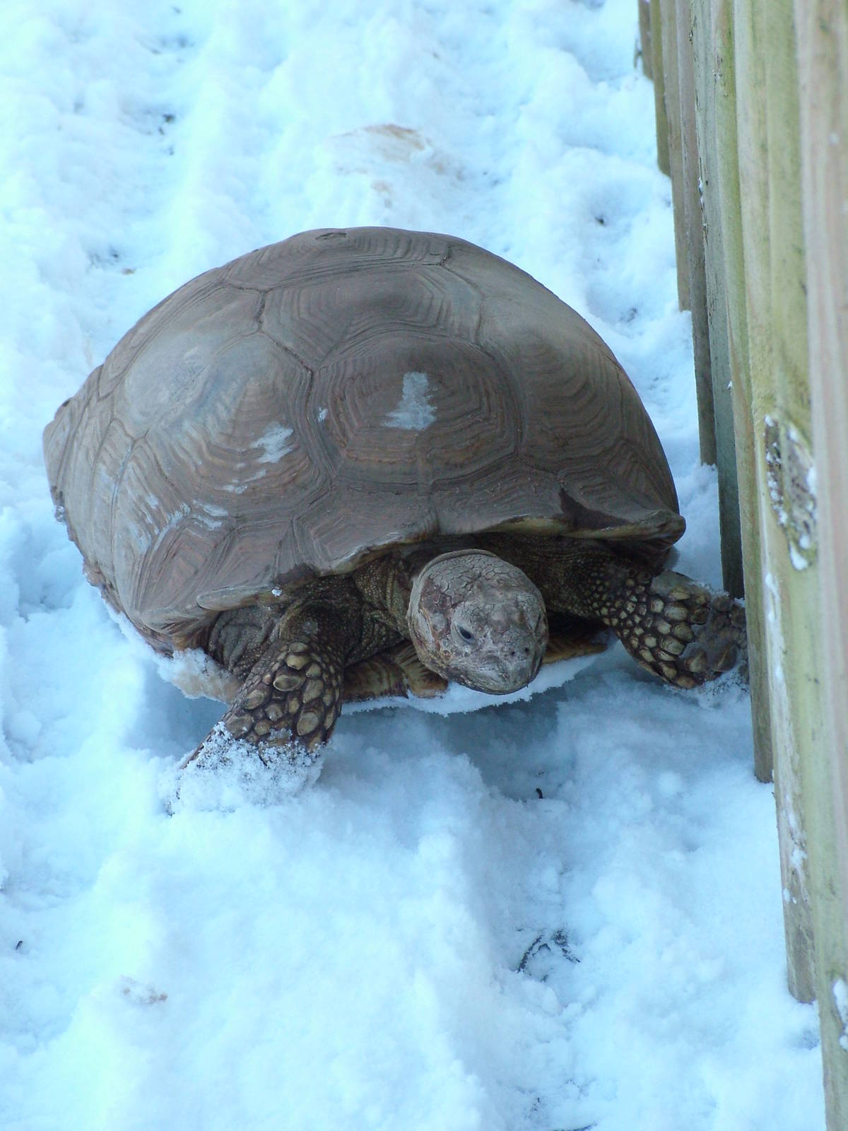 Spurred Tortoise on a winter excursion, Blackbrook in the Snow, 03/01/10