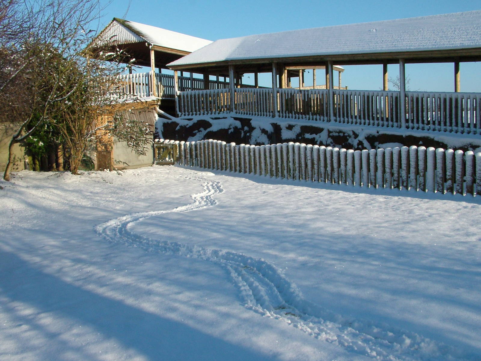 Spurred Tortoise paddock, Blackbrook in the Snow, 03/01/10
