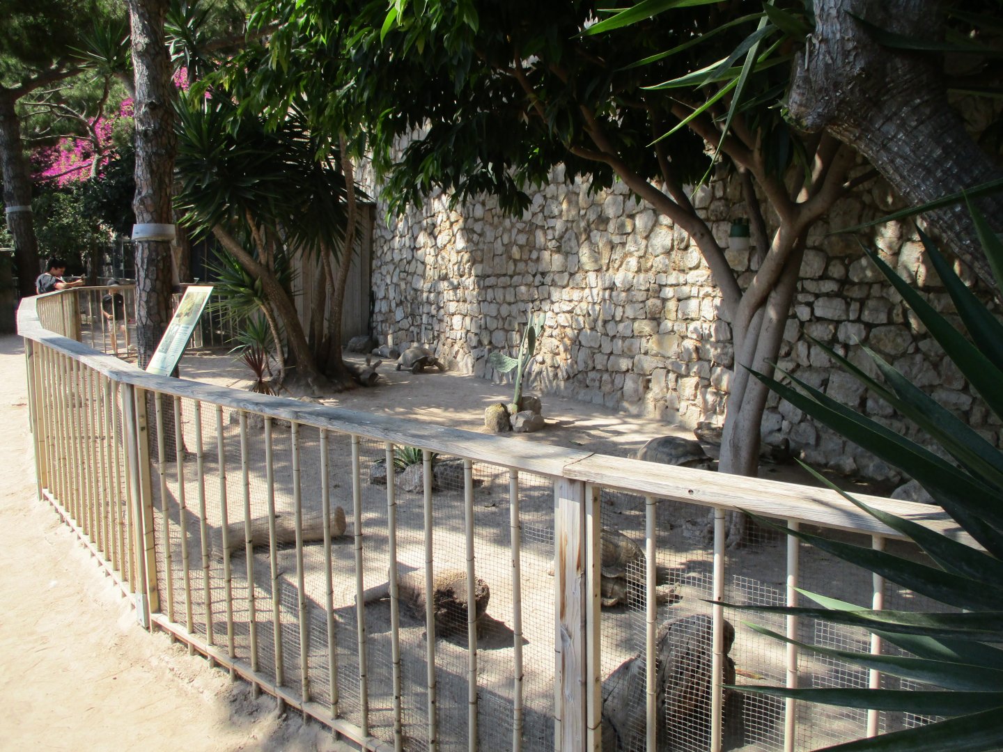 Spurred tortoise paddock