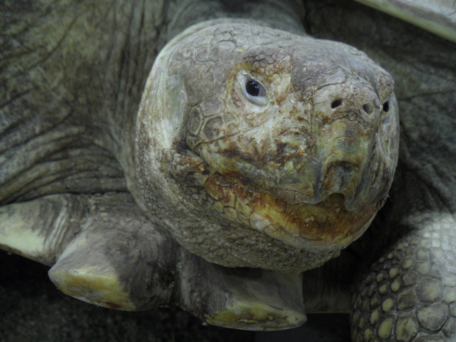Spurred tortoise portrait