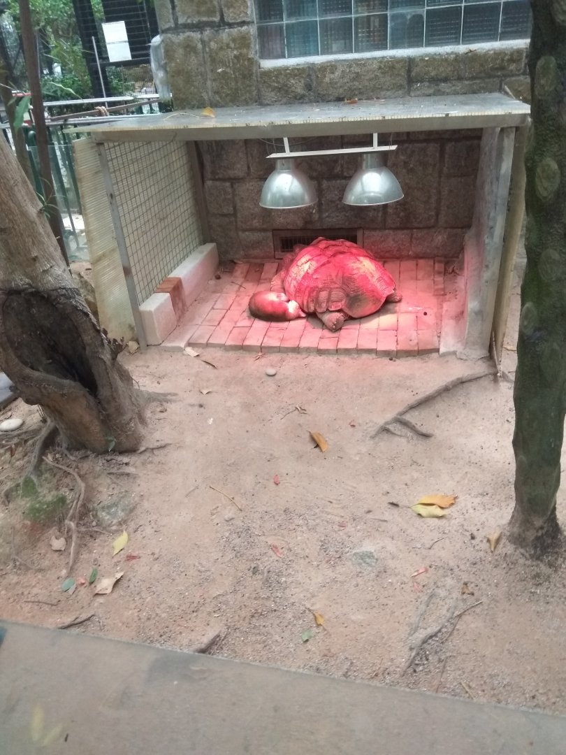 Spurred tortoise with a cat(!?)