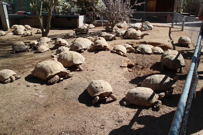 spurred tortoise yard