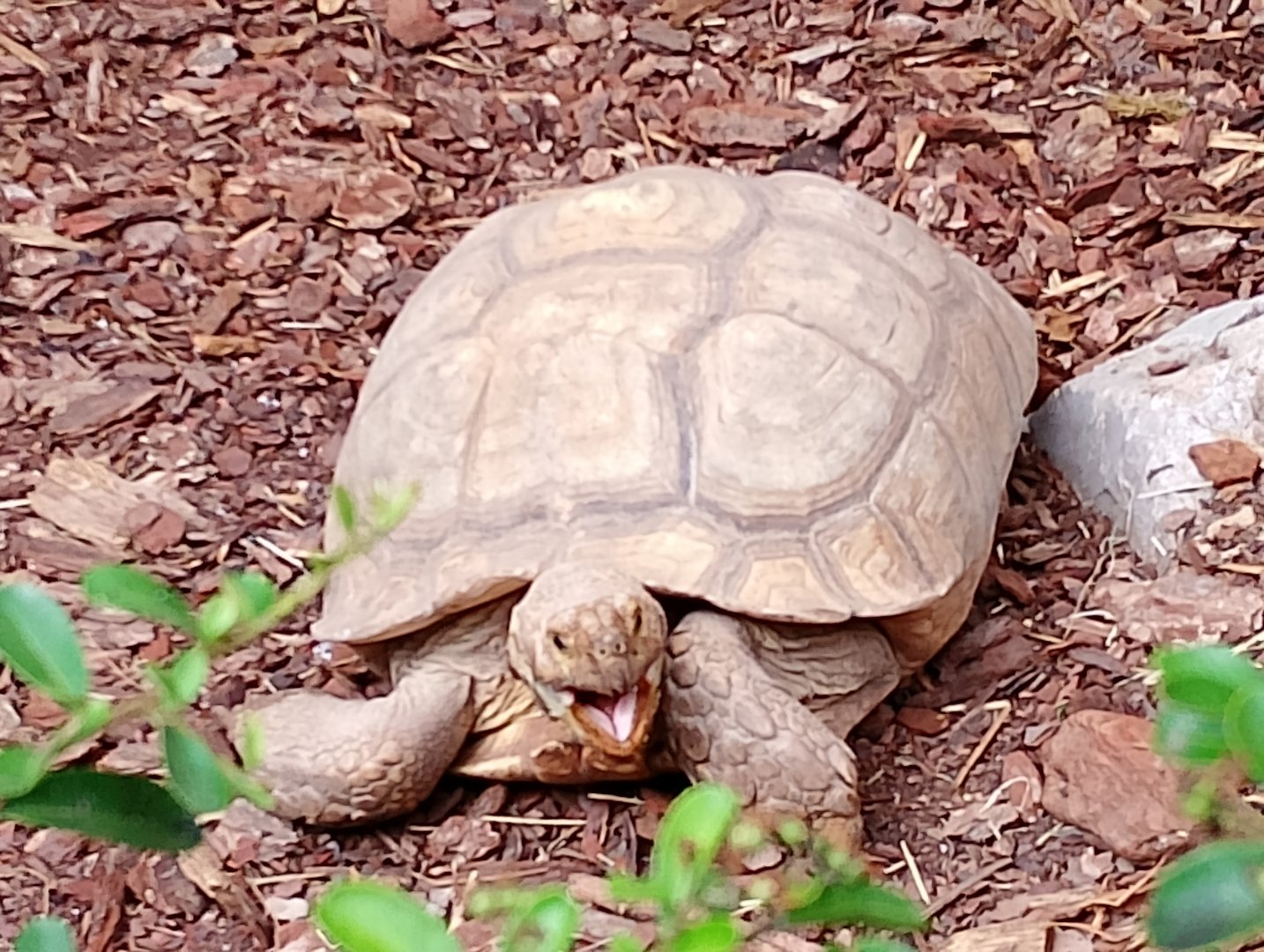 Spurred tortoise