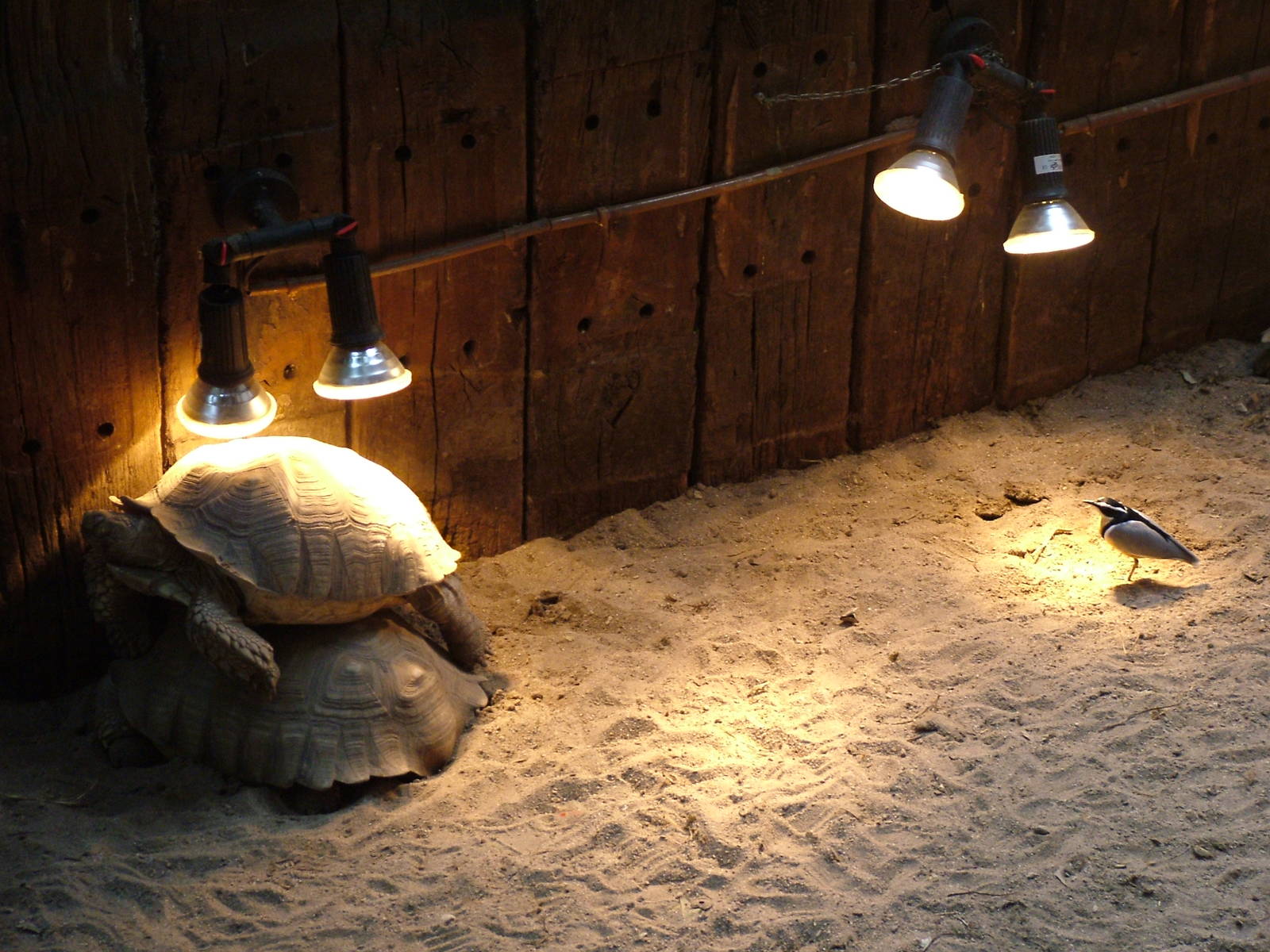 Spurred Tortoises and Egyptian Plover at NOP, Veldhoven 16/05/09