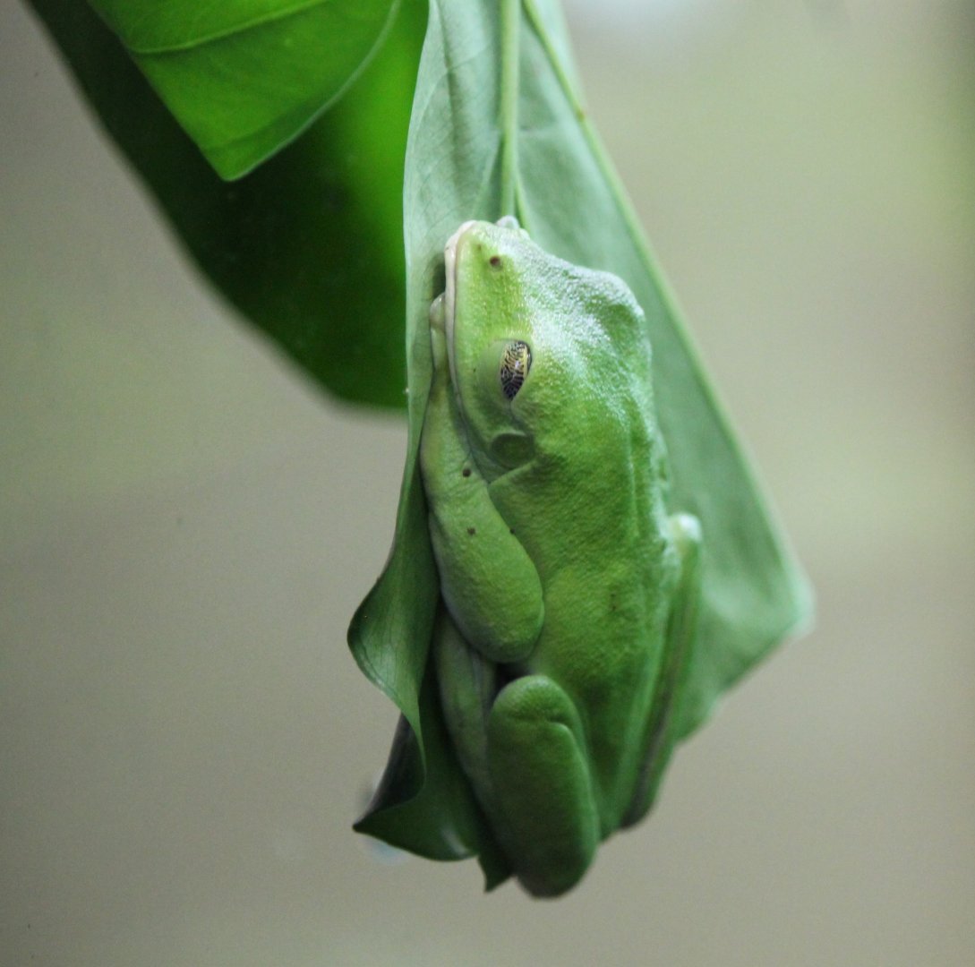 Spurrell's leaf frog (Agalychnis spurrelli)