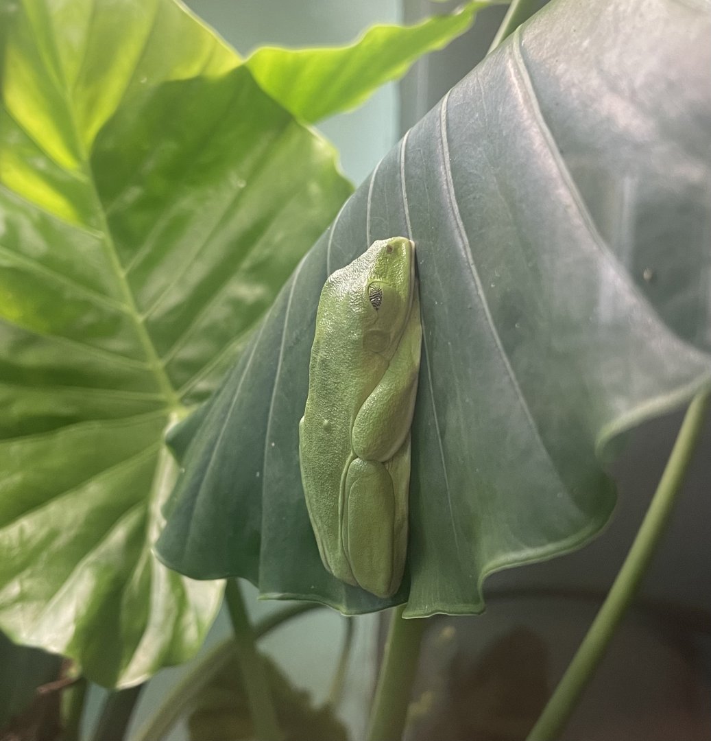 Spurrell’s Leaf Frog