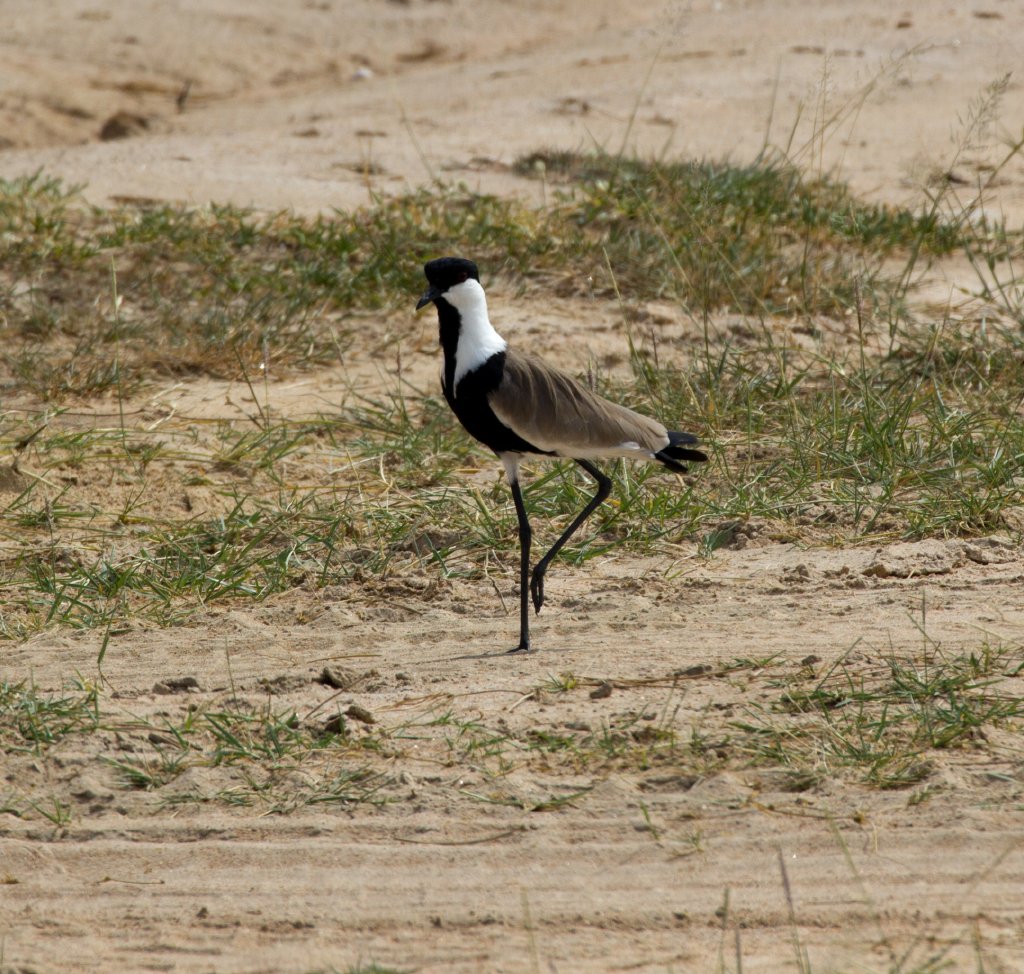 Spurwing Lapwing