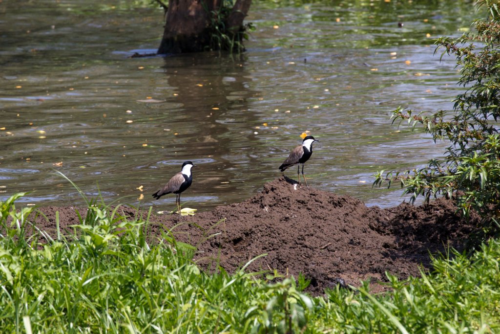 Spurwing Plovers