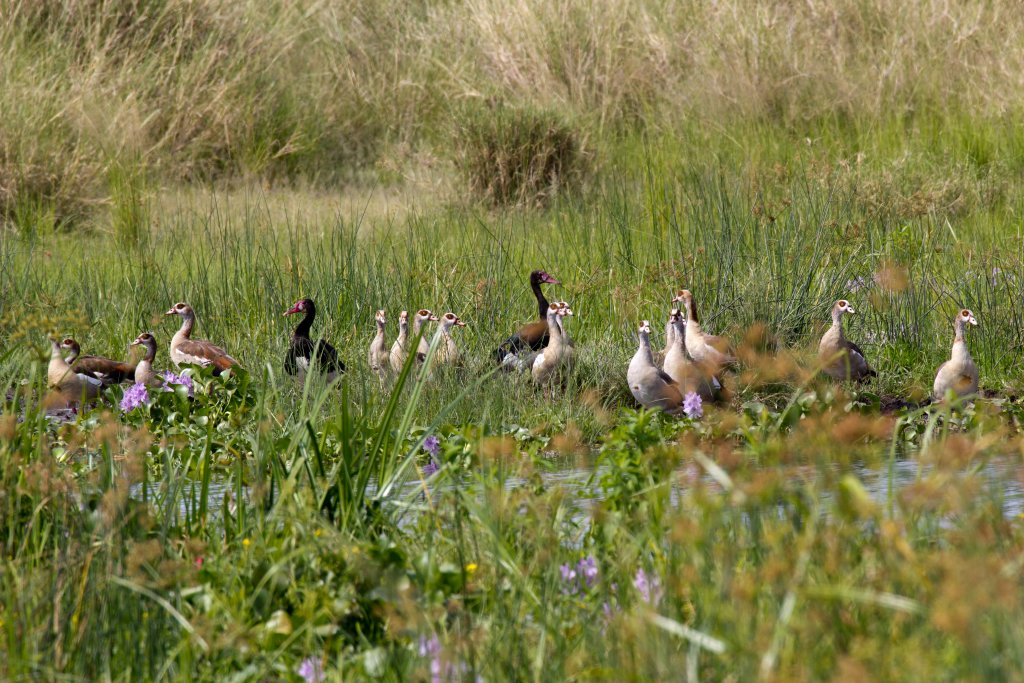 Spurwinged Geese and Egyptian Geese