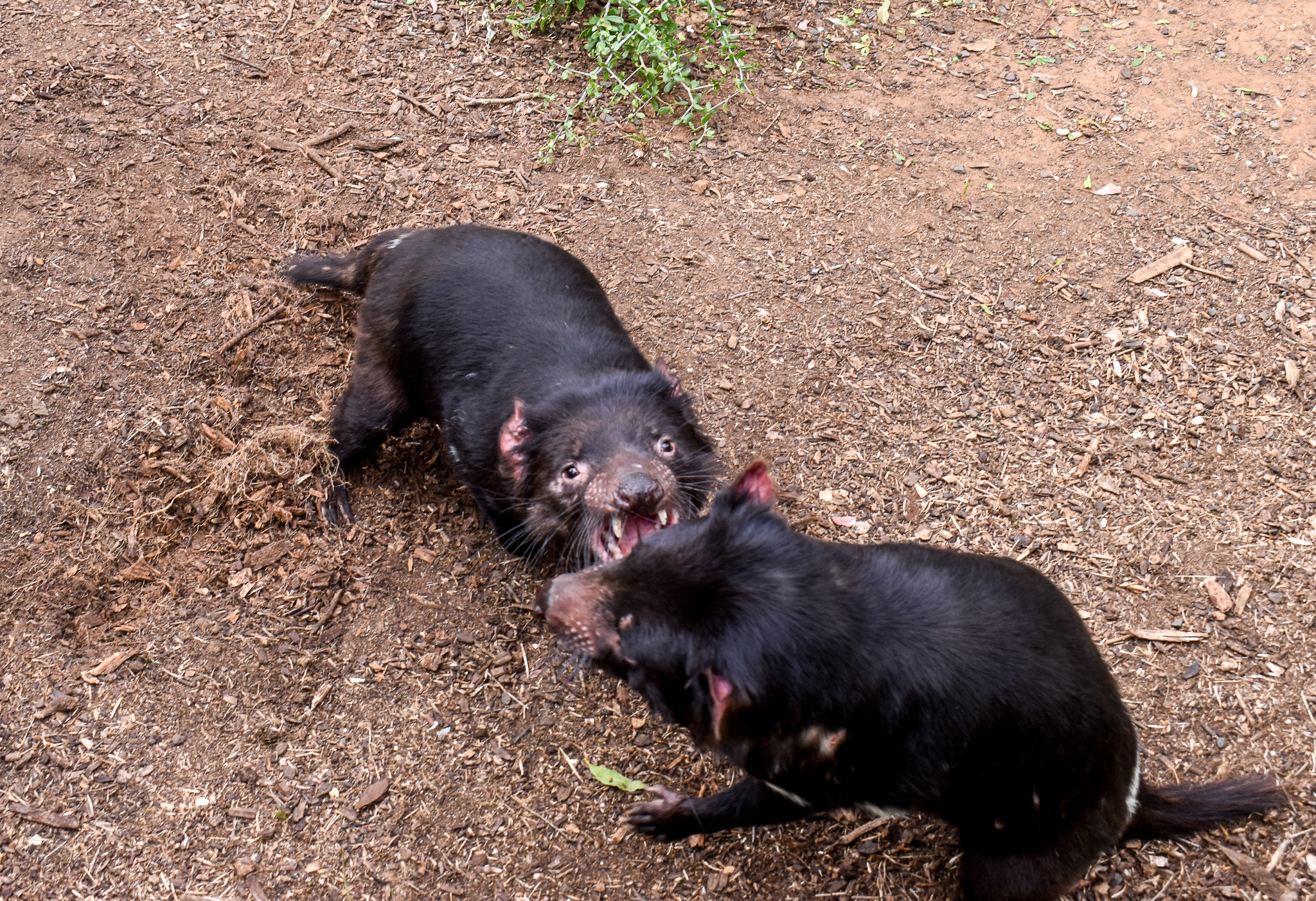 Squabbling Tasmanian Devils