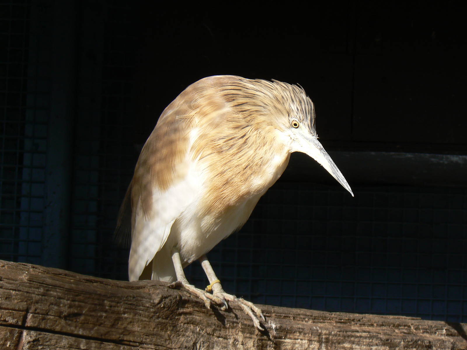 Squacco Heron - 16 February 2016, Kirkleatham Owl Centre