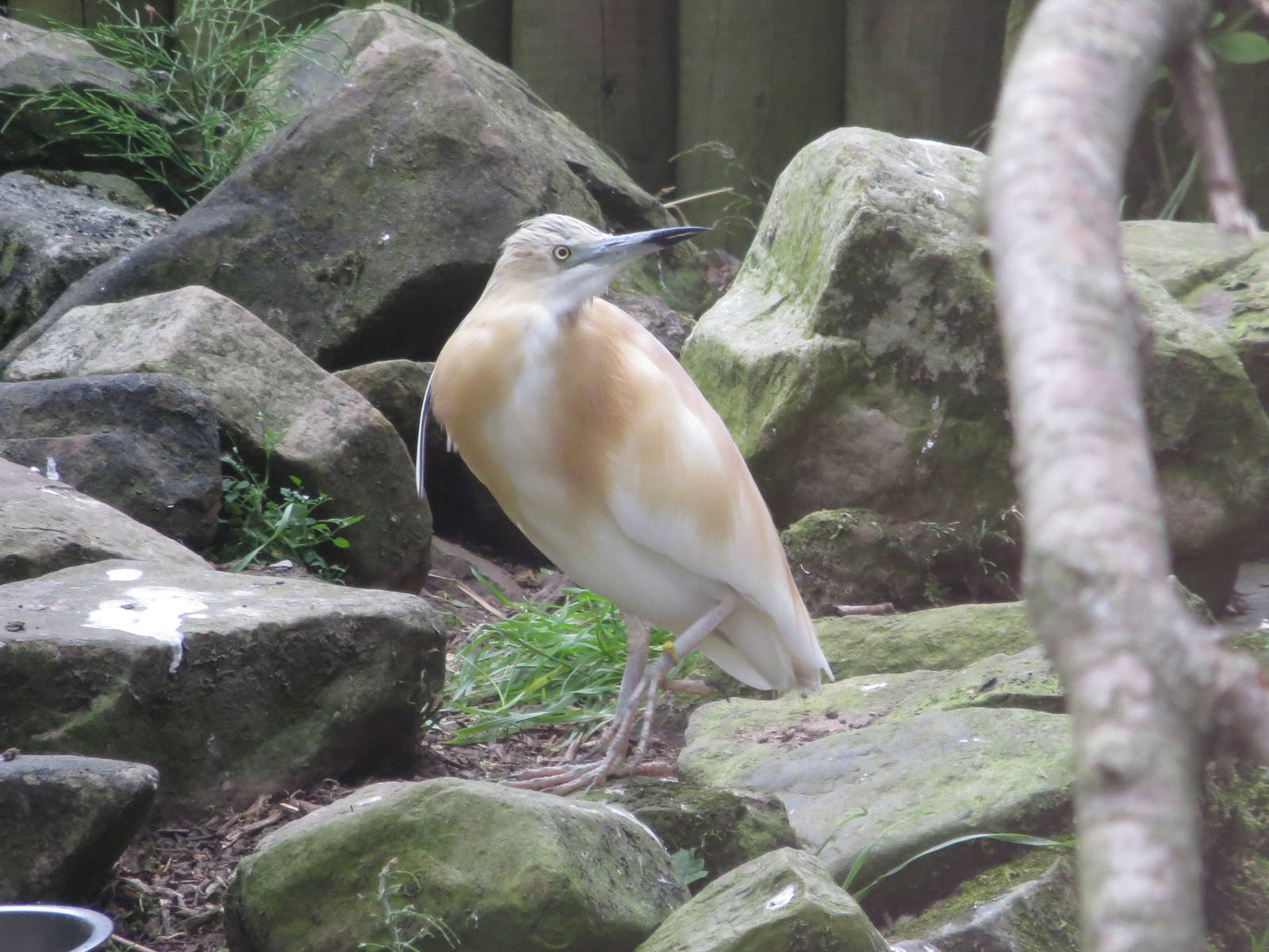 Squacco Heron 200713