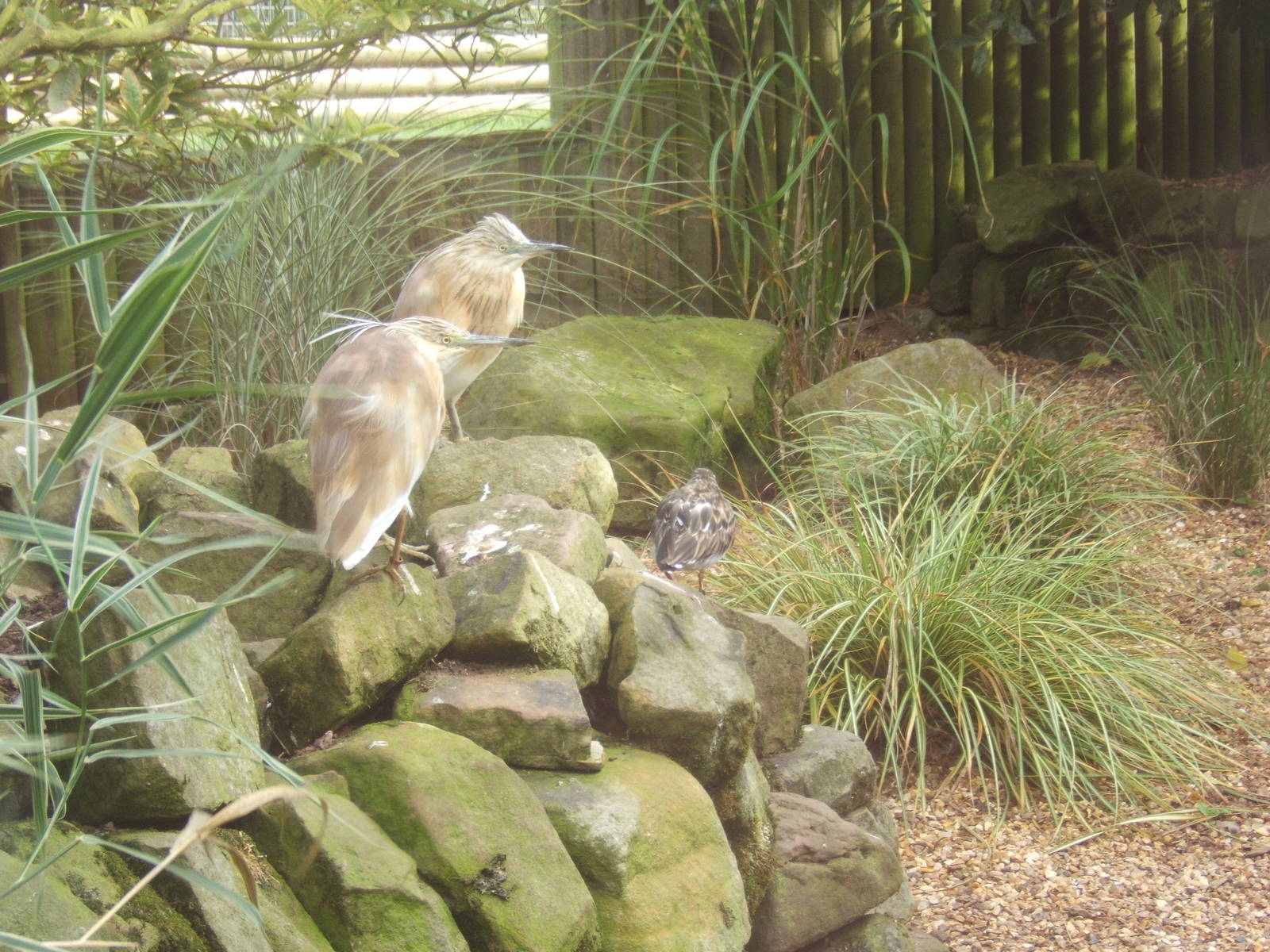 Squacco Heron and Turnstone
