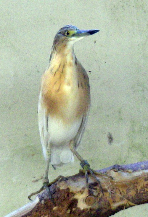 Squacco Heron (Ardeola ralloides)
