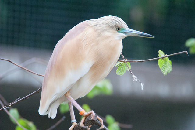 Squacco heron (Ardeola ralloides)