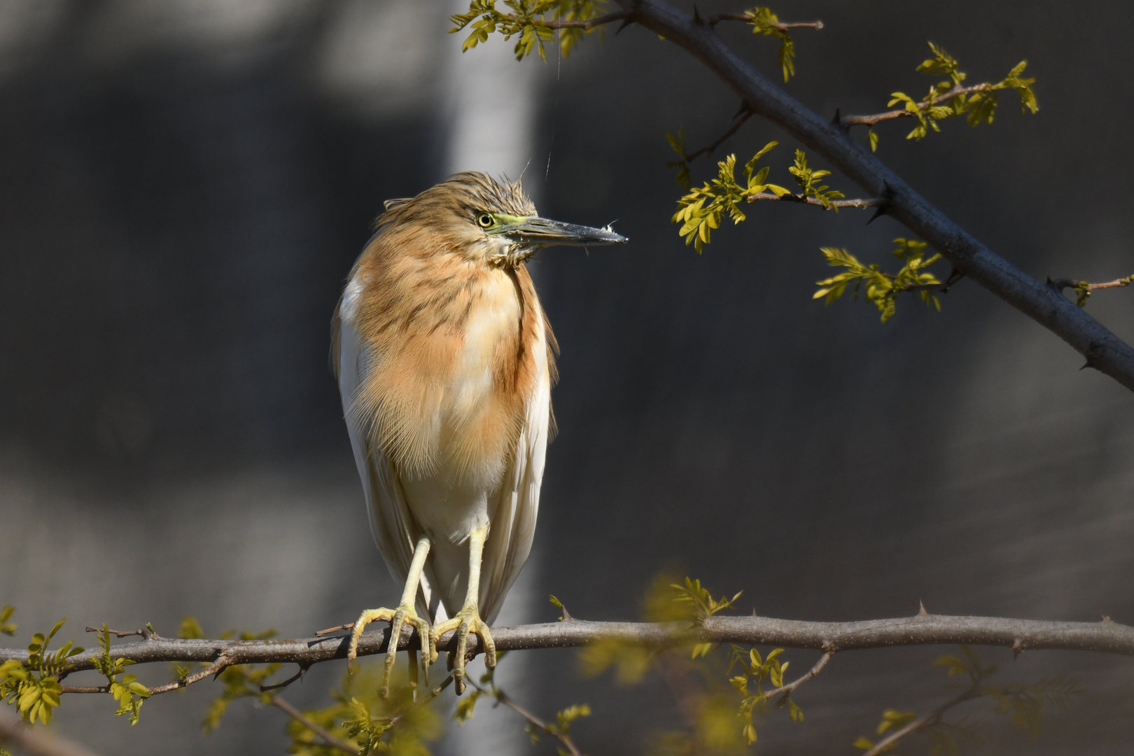 Squacco heron (Ardeola ralloides)
