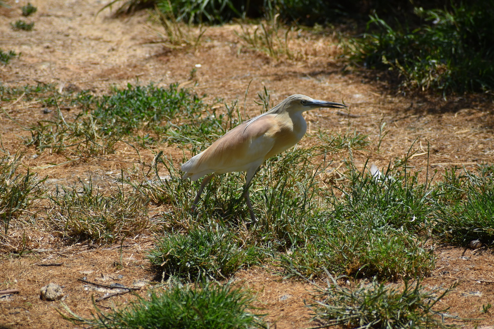 Squacco Heron - Ardeola ralloides
