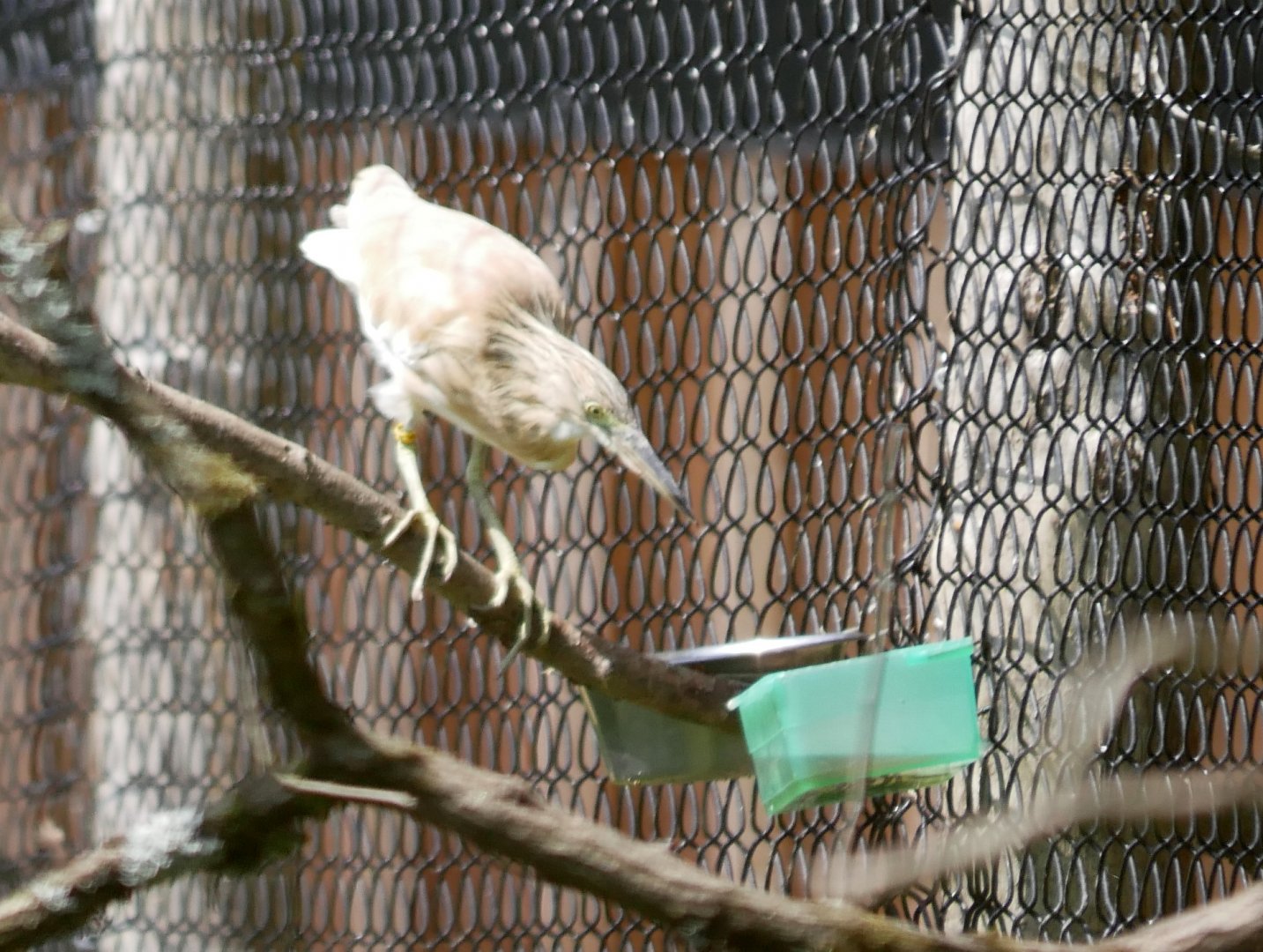 Squacco heron (Ardeola ralloides)