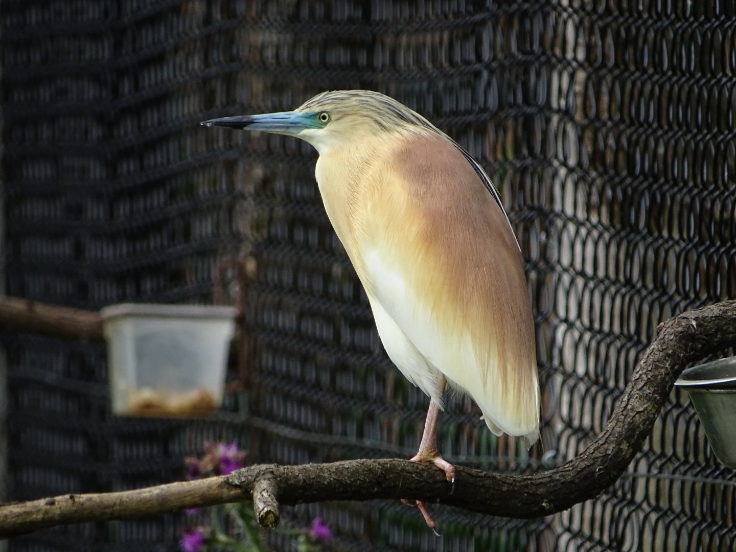 Squacco heron (Ardeola ralloides)