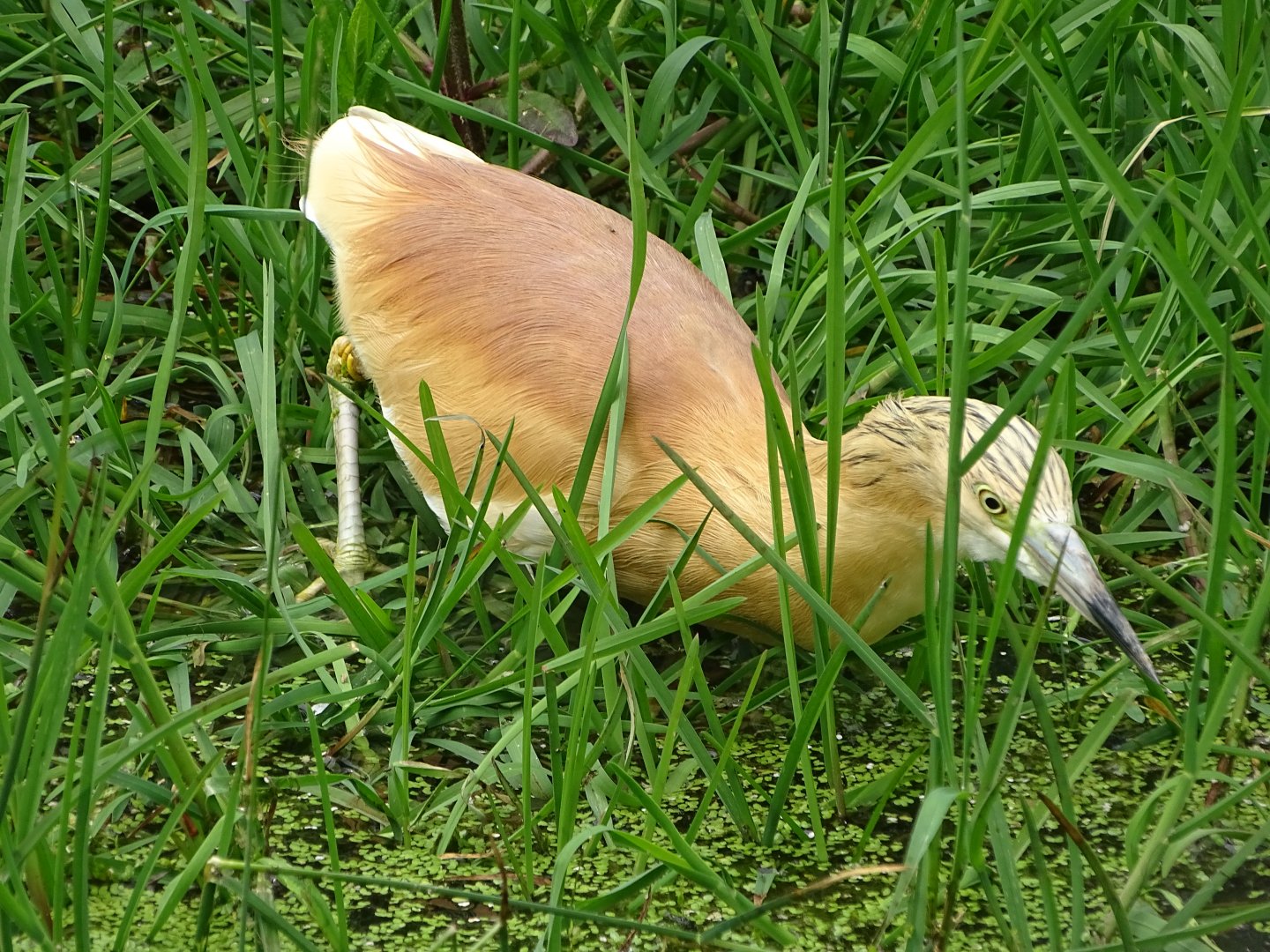Squacco heron (Ardeola ralloides)
