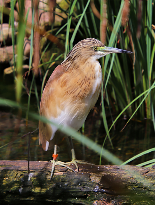 Squacco heron (Ardeola ralloides)