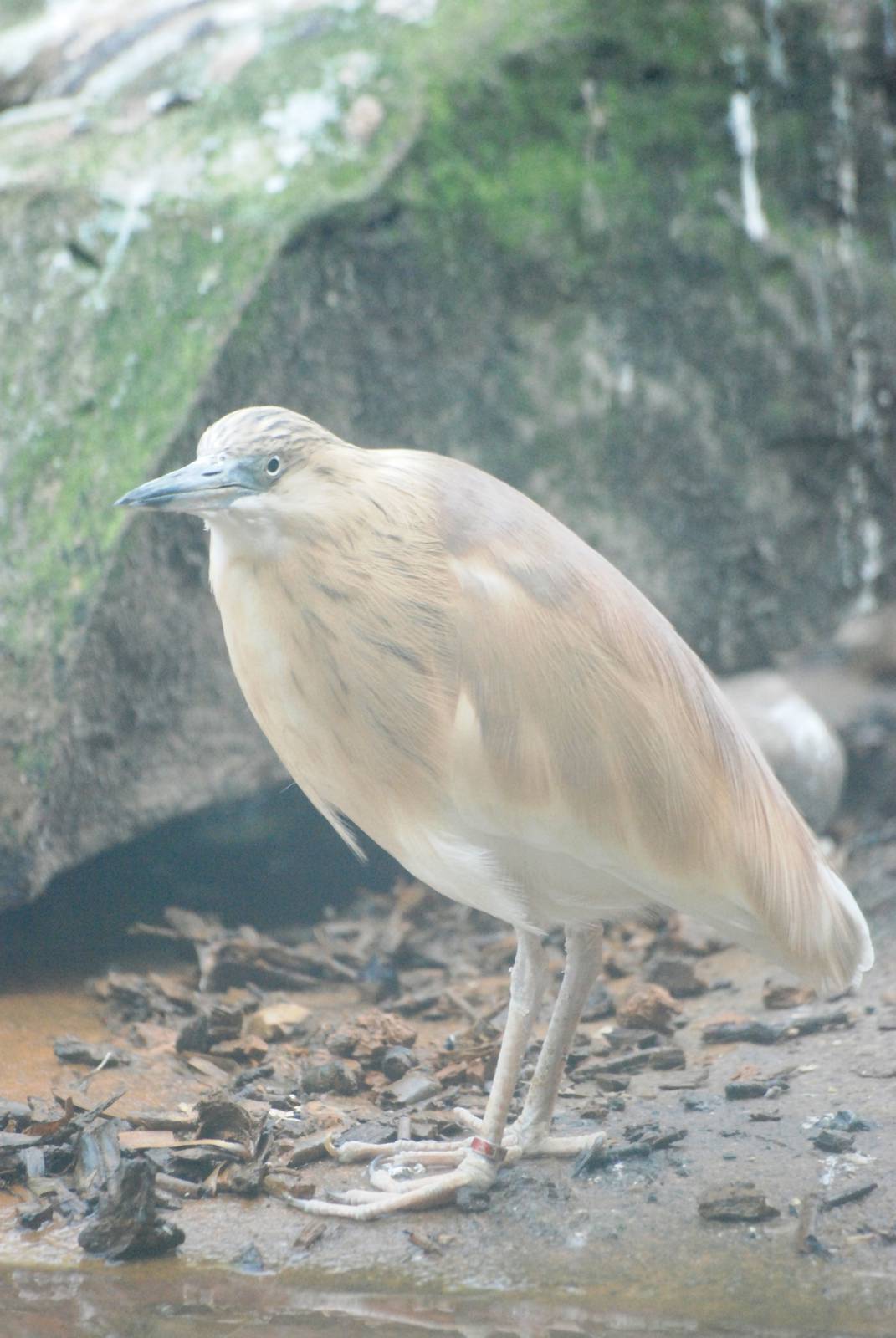 Squacco Heron at Blackbrook 29/04/11