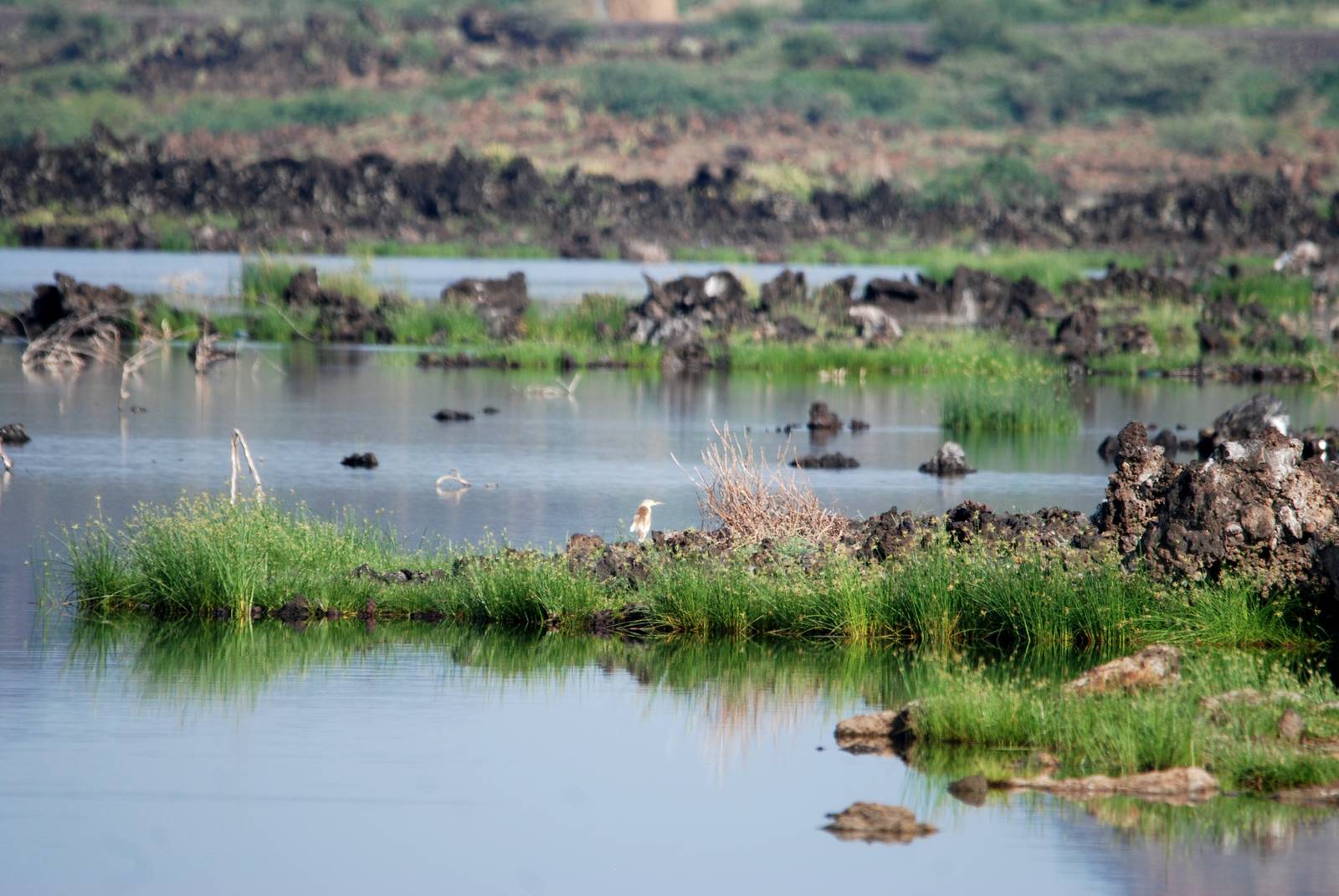 Squacco Heron at Lake Basaaka, 13/10/14