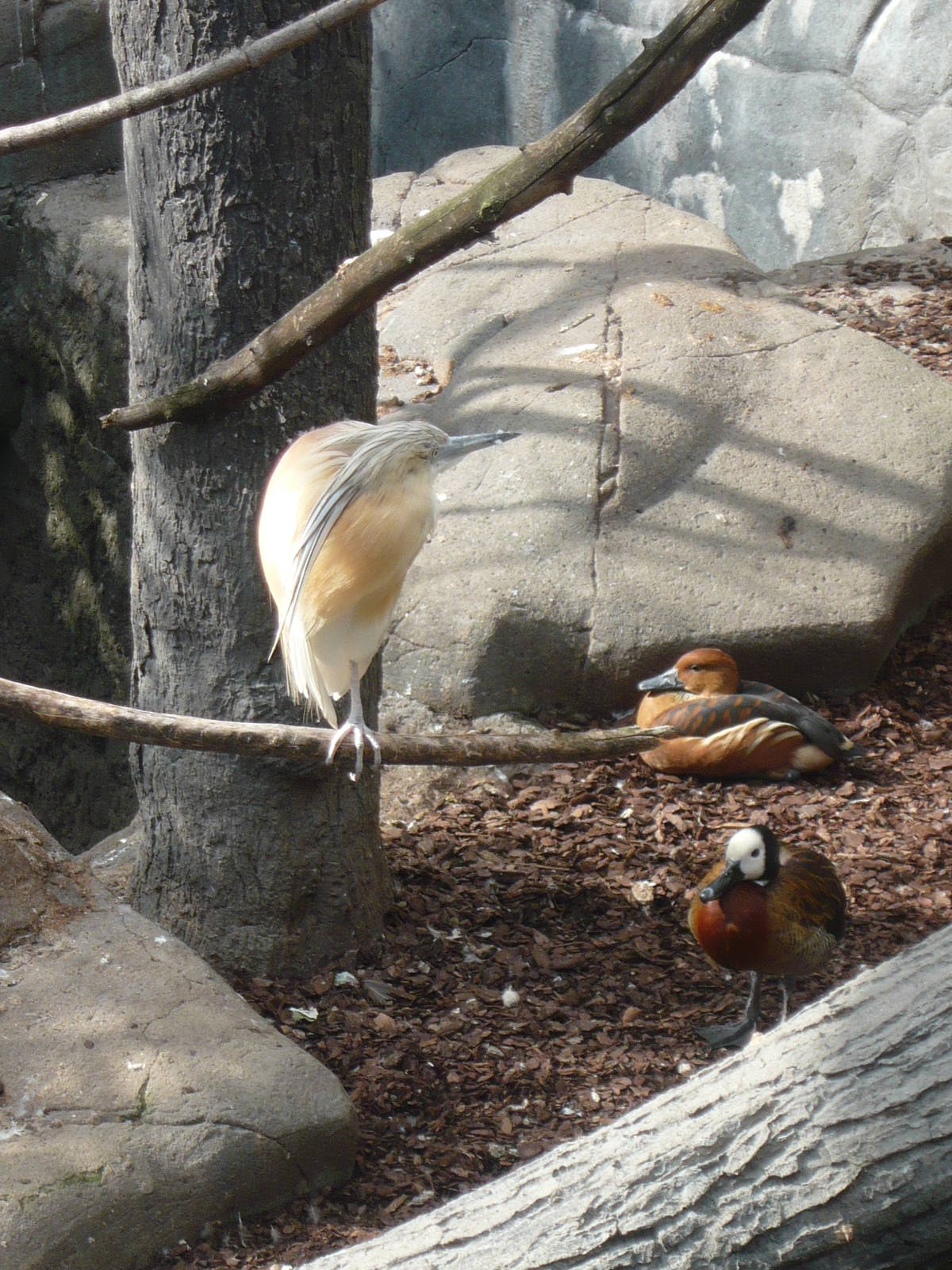 Squacco heron, White-faced whistling duck and Fulvous whistling duck
