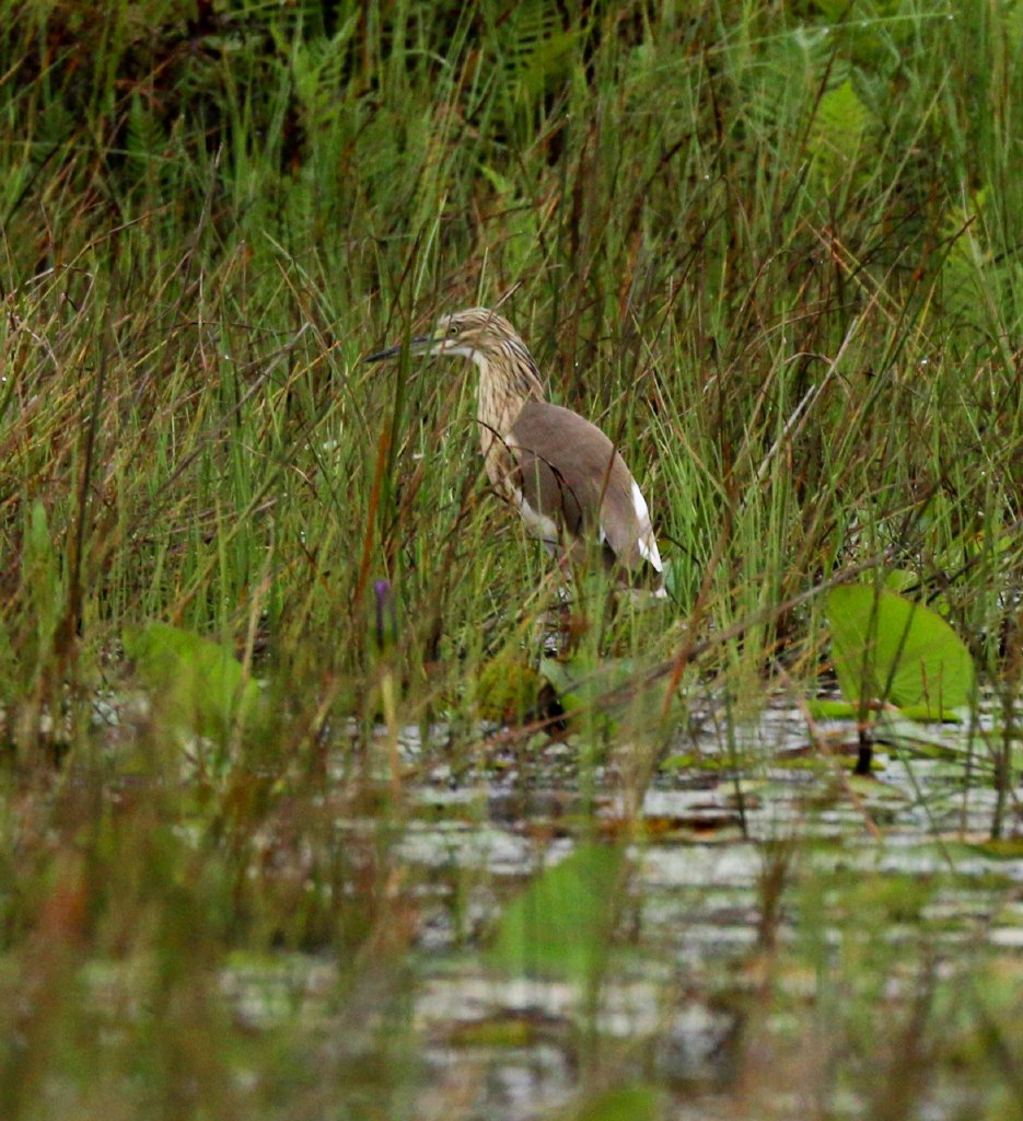 Squacco Heron