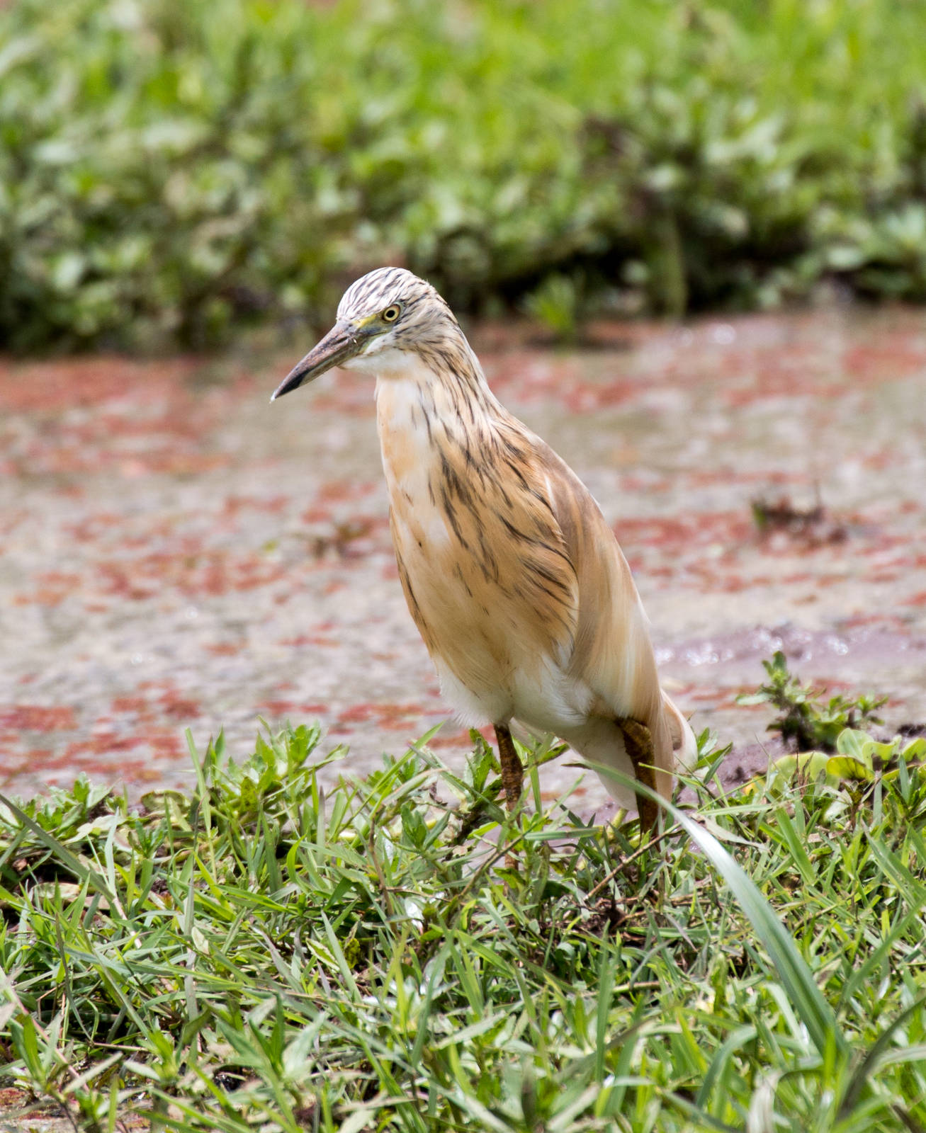 Squacco Heron