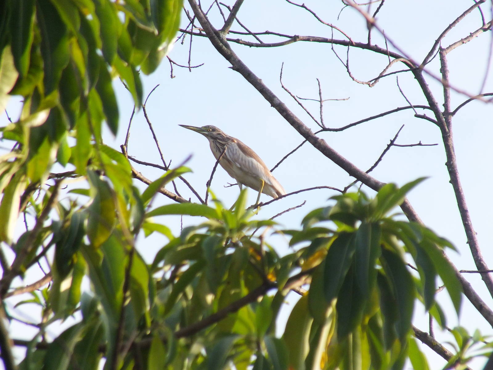 Squacco Heron