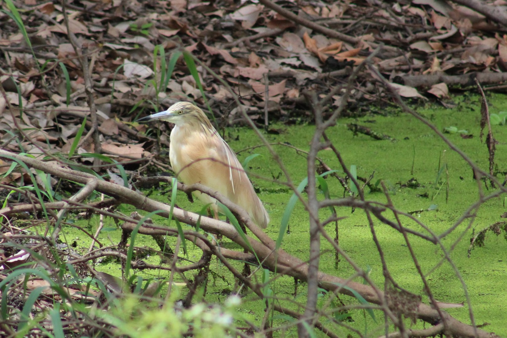 Squacco heron