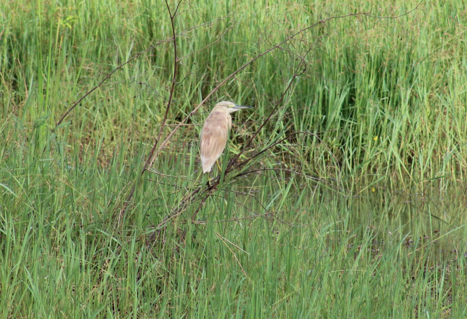 Squacco heron