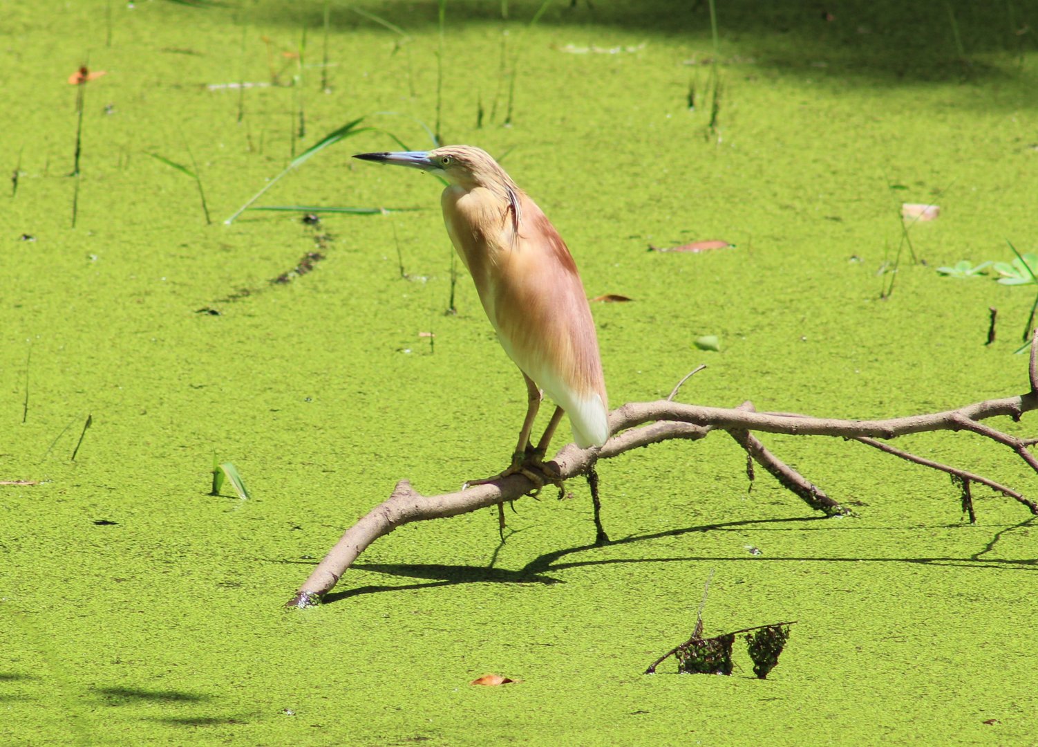 Squacco heron