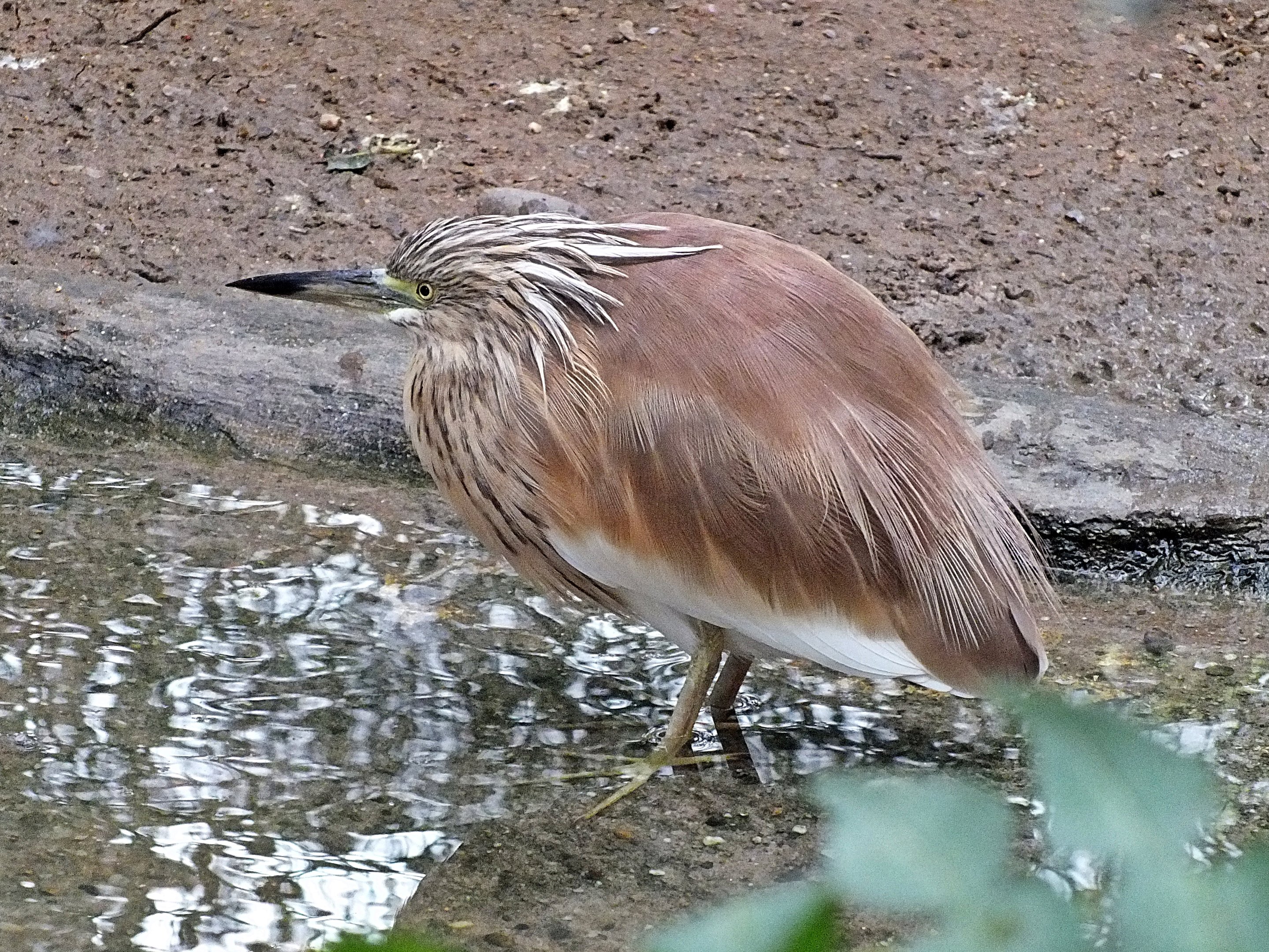Squacco heron
