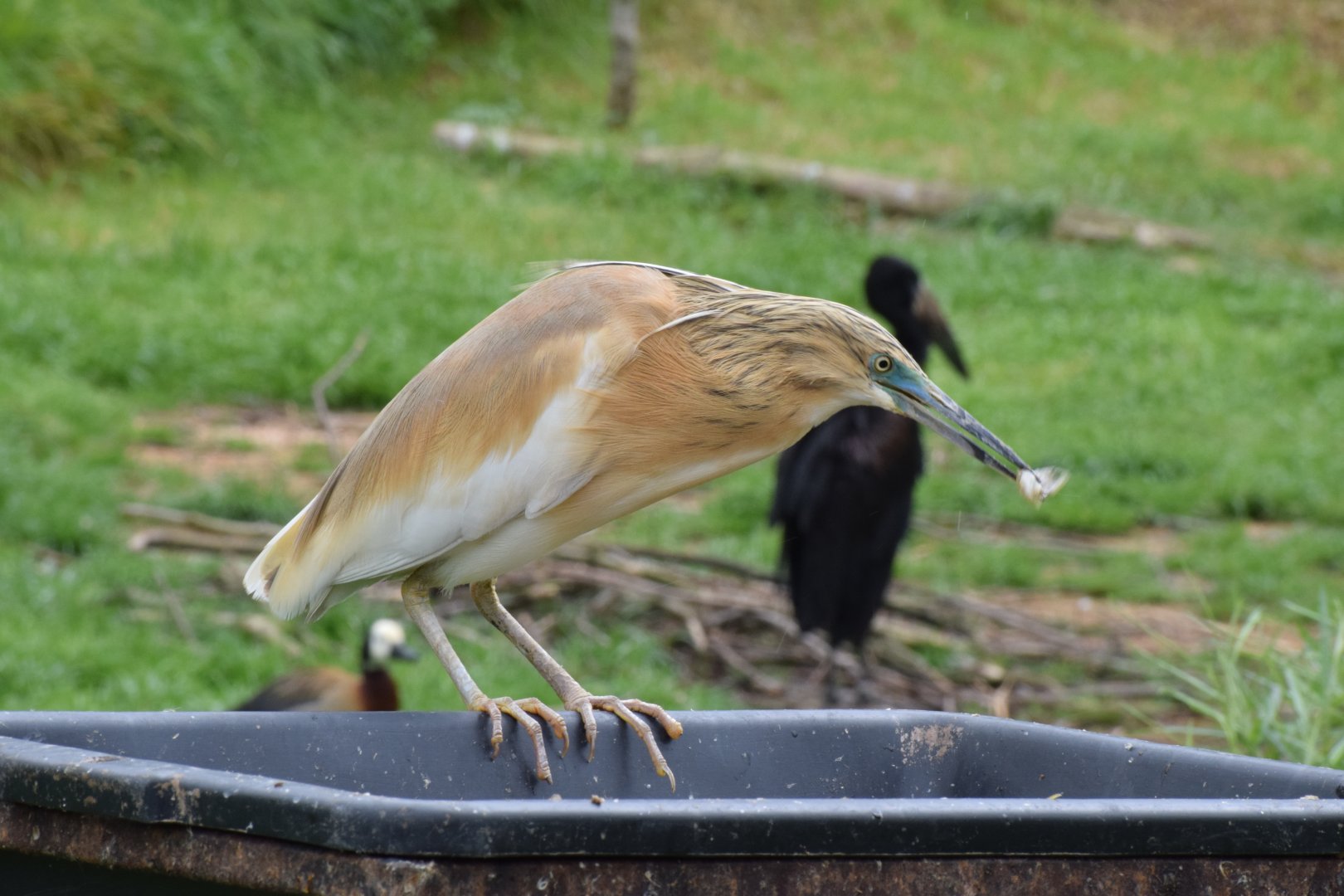 Squacco heron