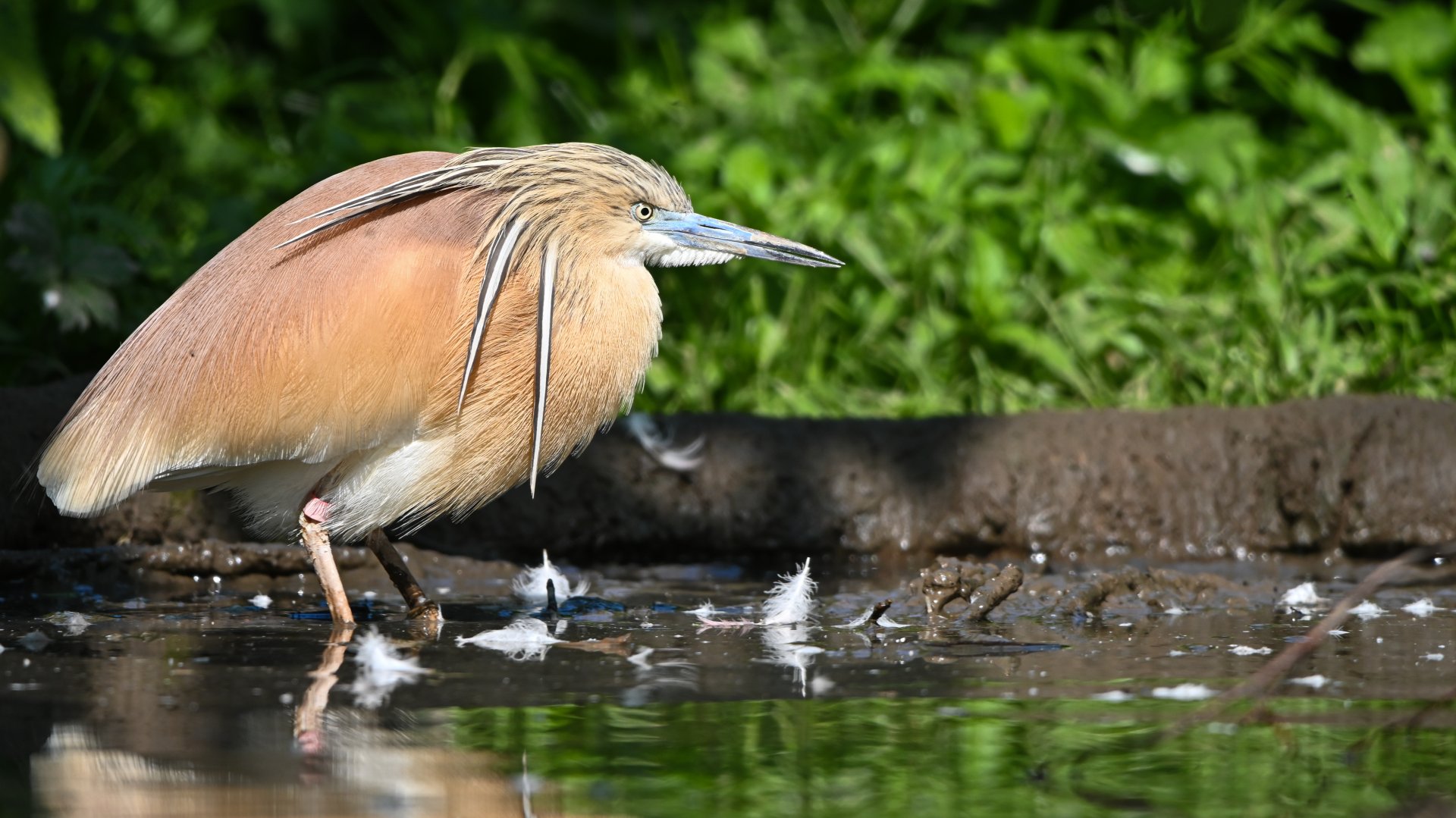 Squacco heron