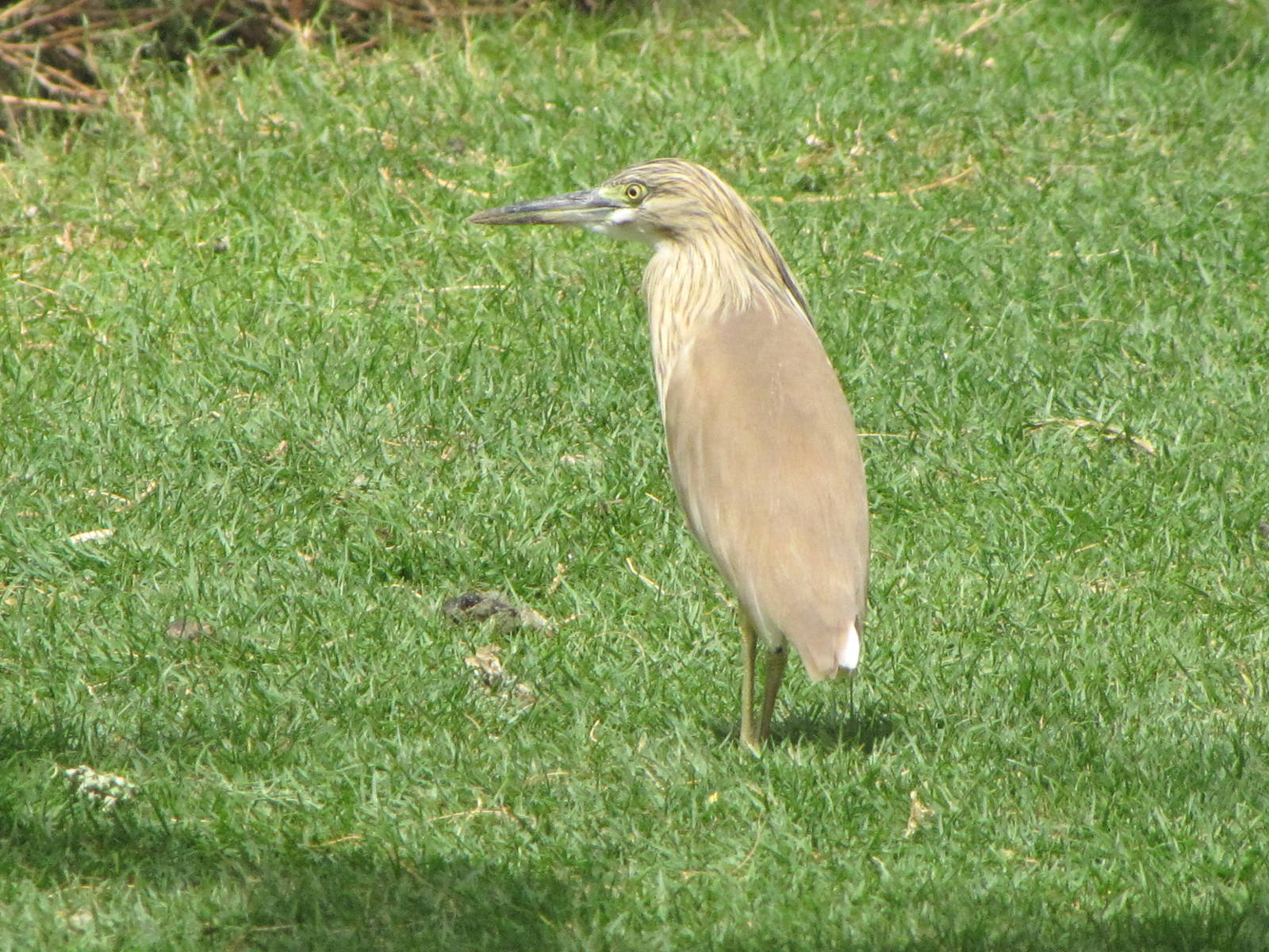 squacco heron