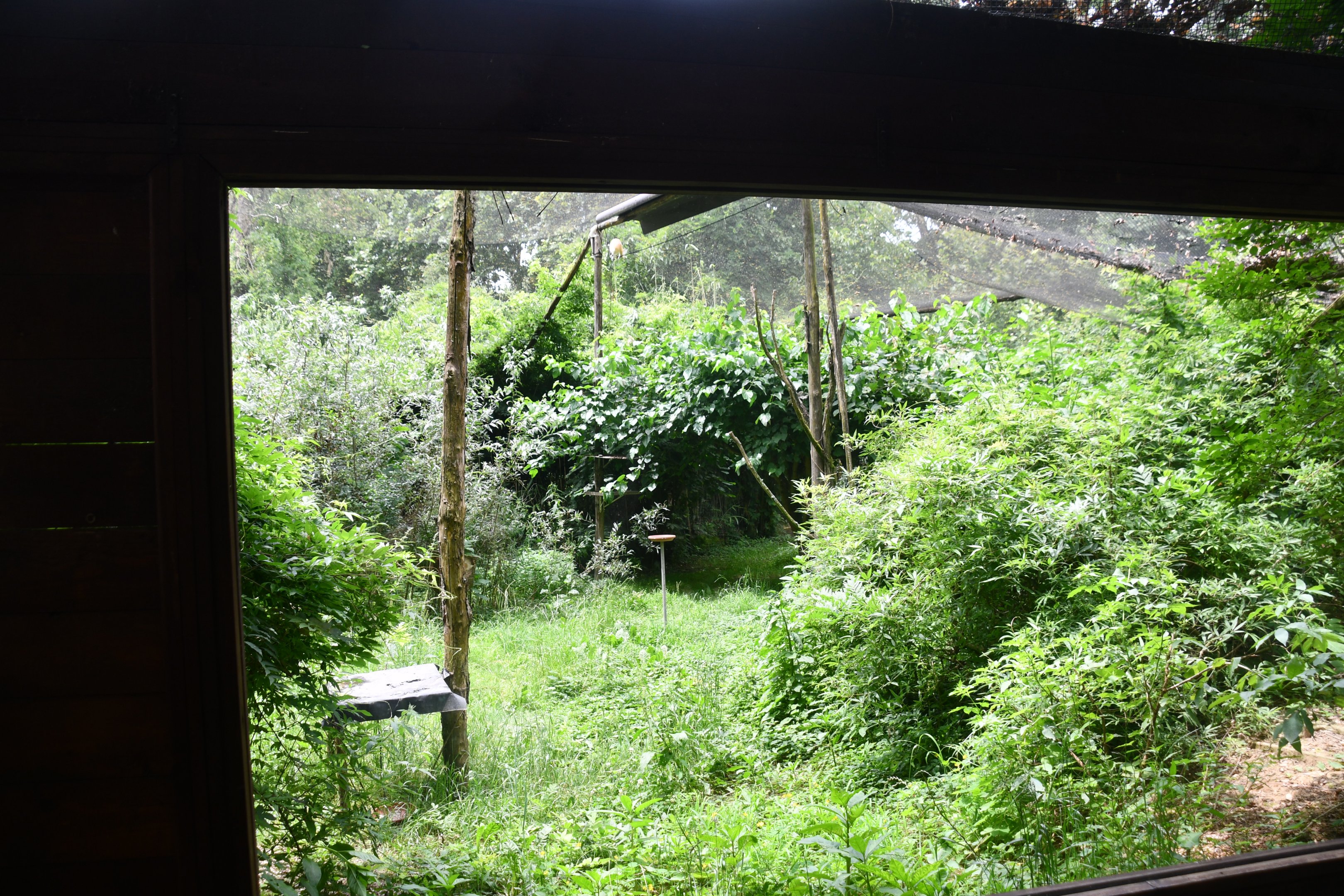 Squacco Herons aviary