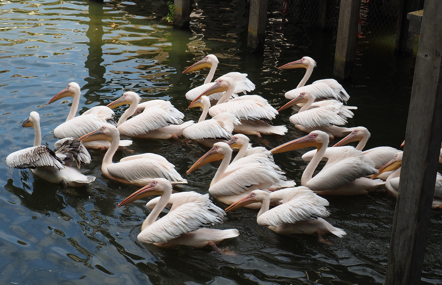 Squadron of Great white pelicans (Pelecanus onocrotalus), 2020-09-02